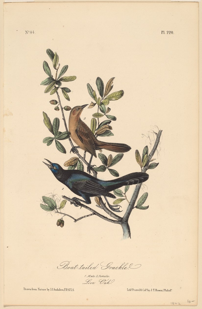Båtsvansad grackle av John T. Bowen, after John James Audubon