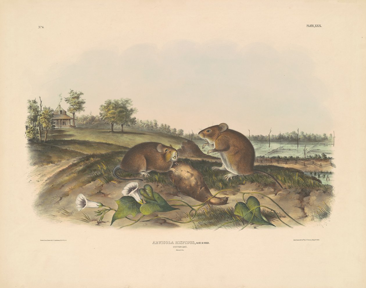 Bomull råtta av John T. Bowen, after John James Audubon
