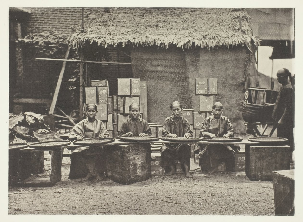 Te-plockning i Kanton, ca. 1868. av John Thomson