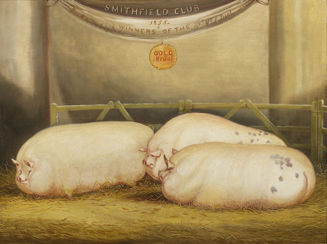 Tre förbättrade Leicesters i en penna på 1858 Smithfield Club Christmas Show, 1858 av John Vine