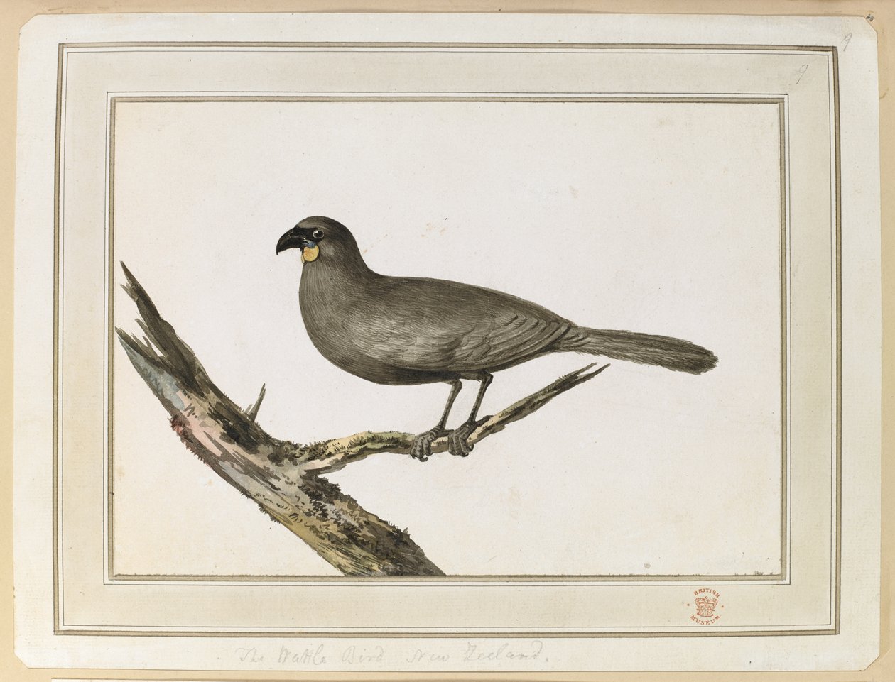 Teckning av en Wattle-fågel; gjordes under besöket i Nya Zeeland mellan 12 och 25 februari 1777, på kapten Cooks tredje resa. av John Webber