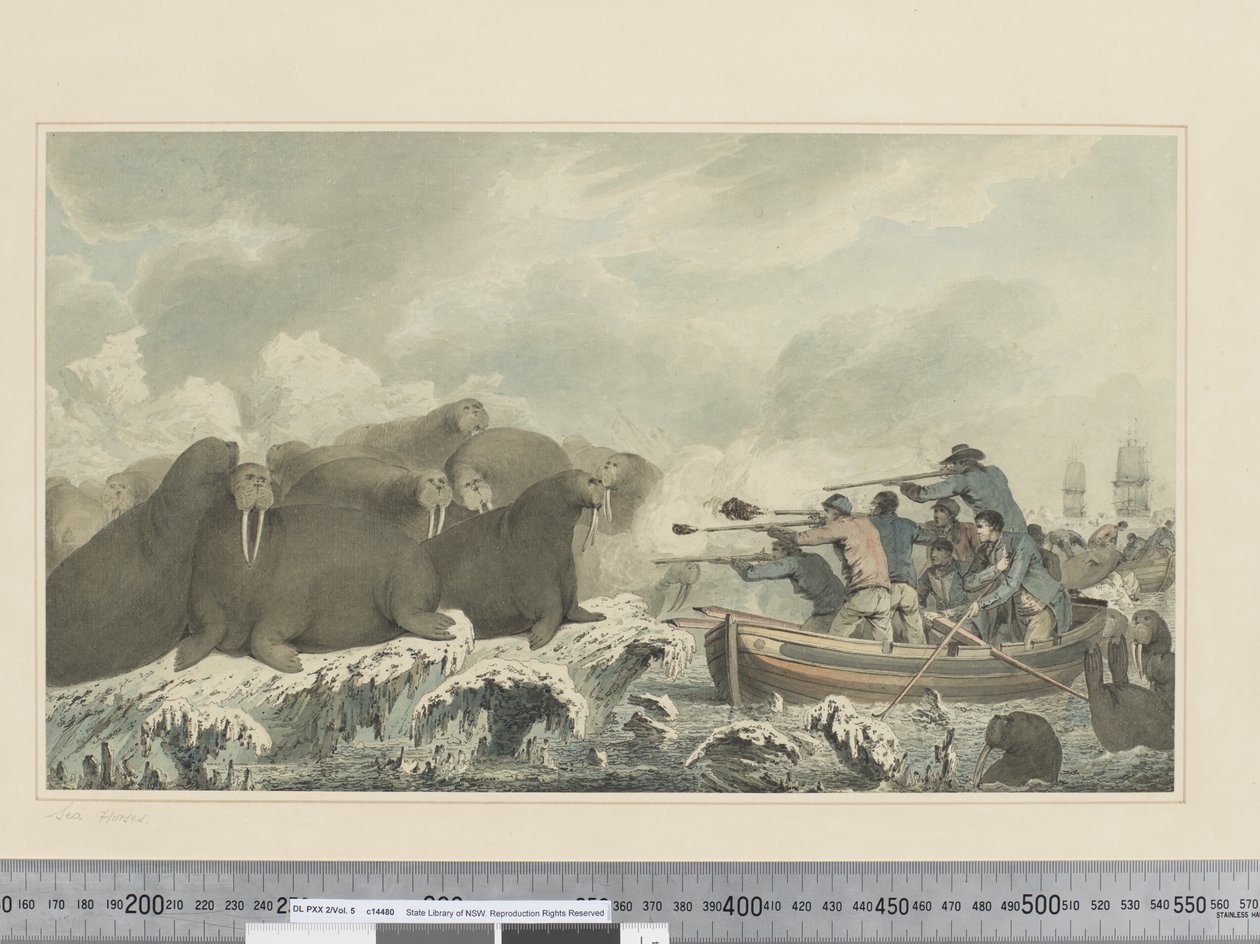 F.32 Sea Horses, ca 1773-84 (akvarell) av John Webber
