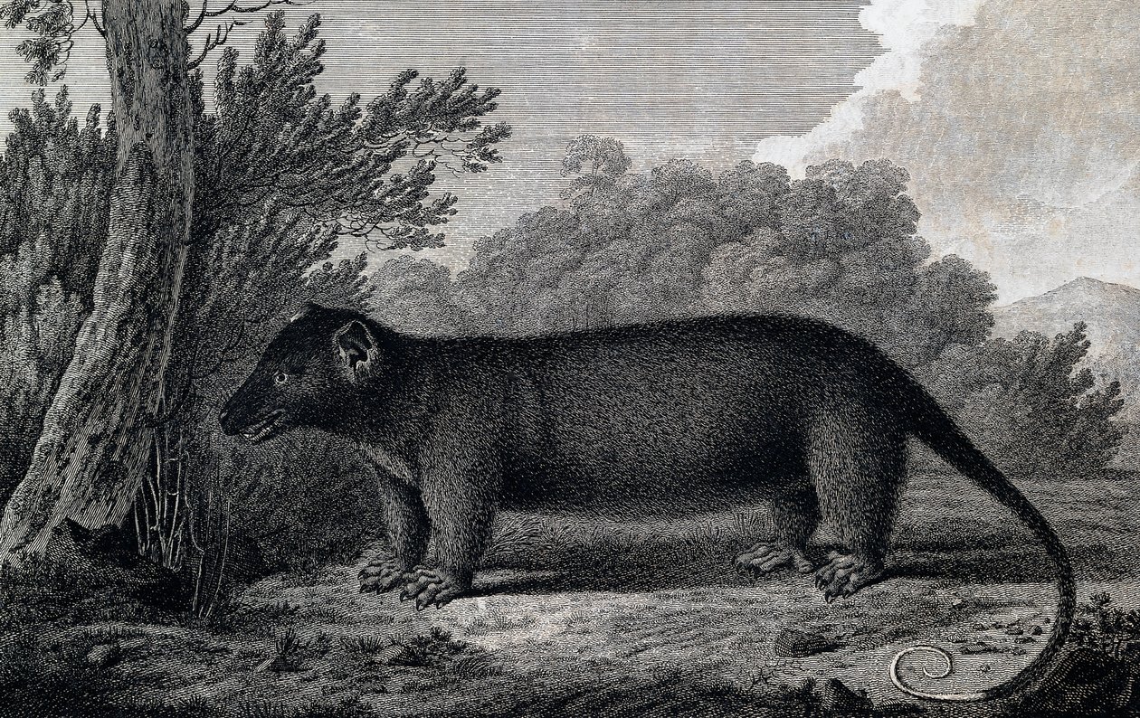 Opossum, gravyr efter teckning av John Webber (1750-1793) gjord under James Cooks tredje resa av John Webber