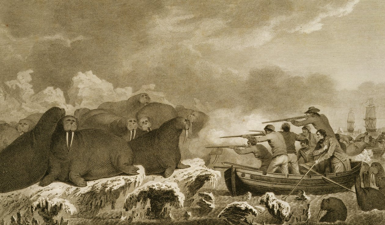 Sea Horses, figurer av J. Heath, graverad av E. Scott, platta 52 från "Journal of a Voyage to the South Seas", transkriberad från Sydney Parkinsons papper, pub. 1823 av John Webber