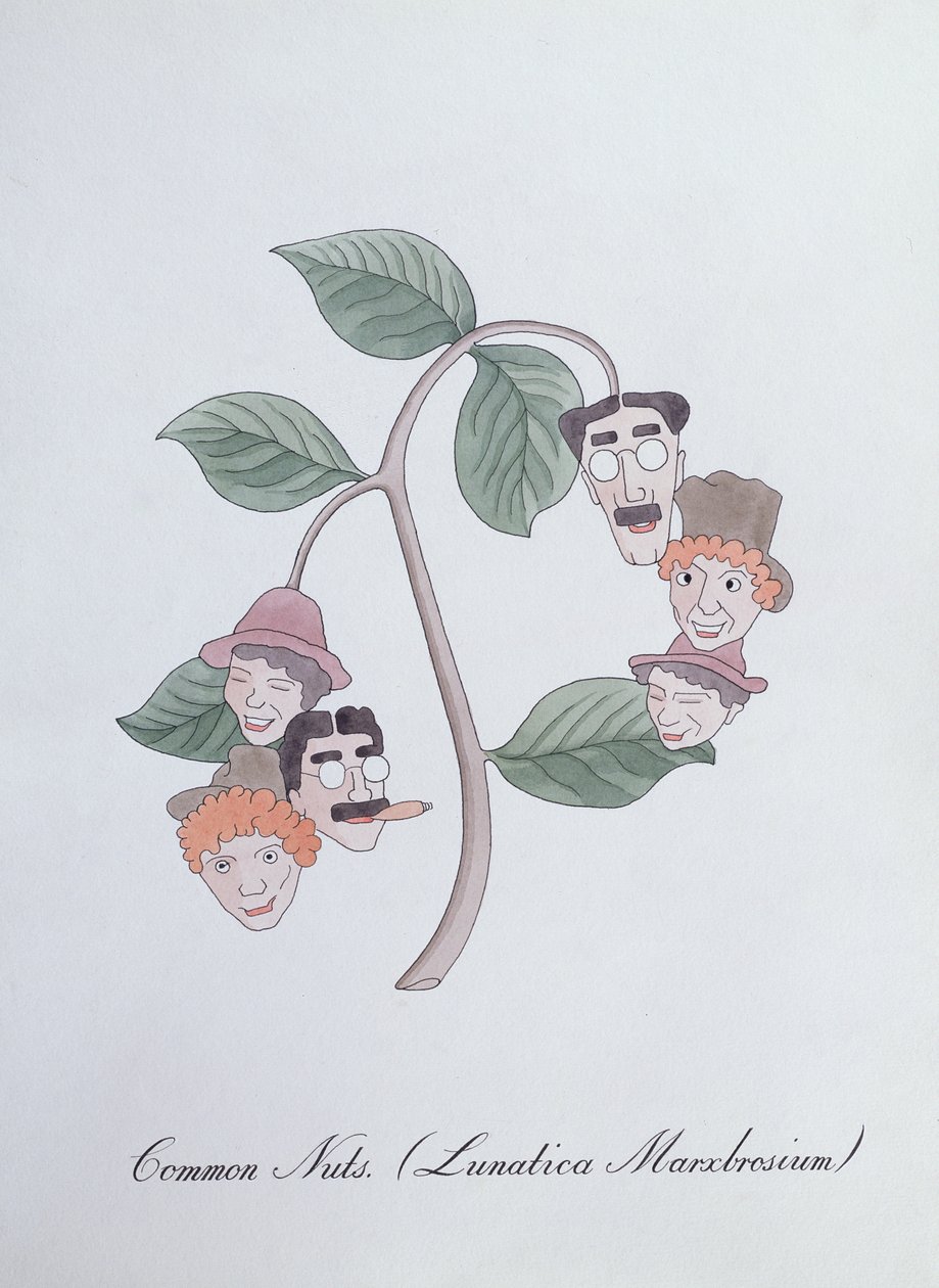 Vanliga nötter. (Lunatica Marxbrosium), illustration från 