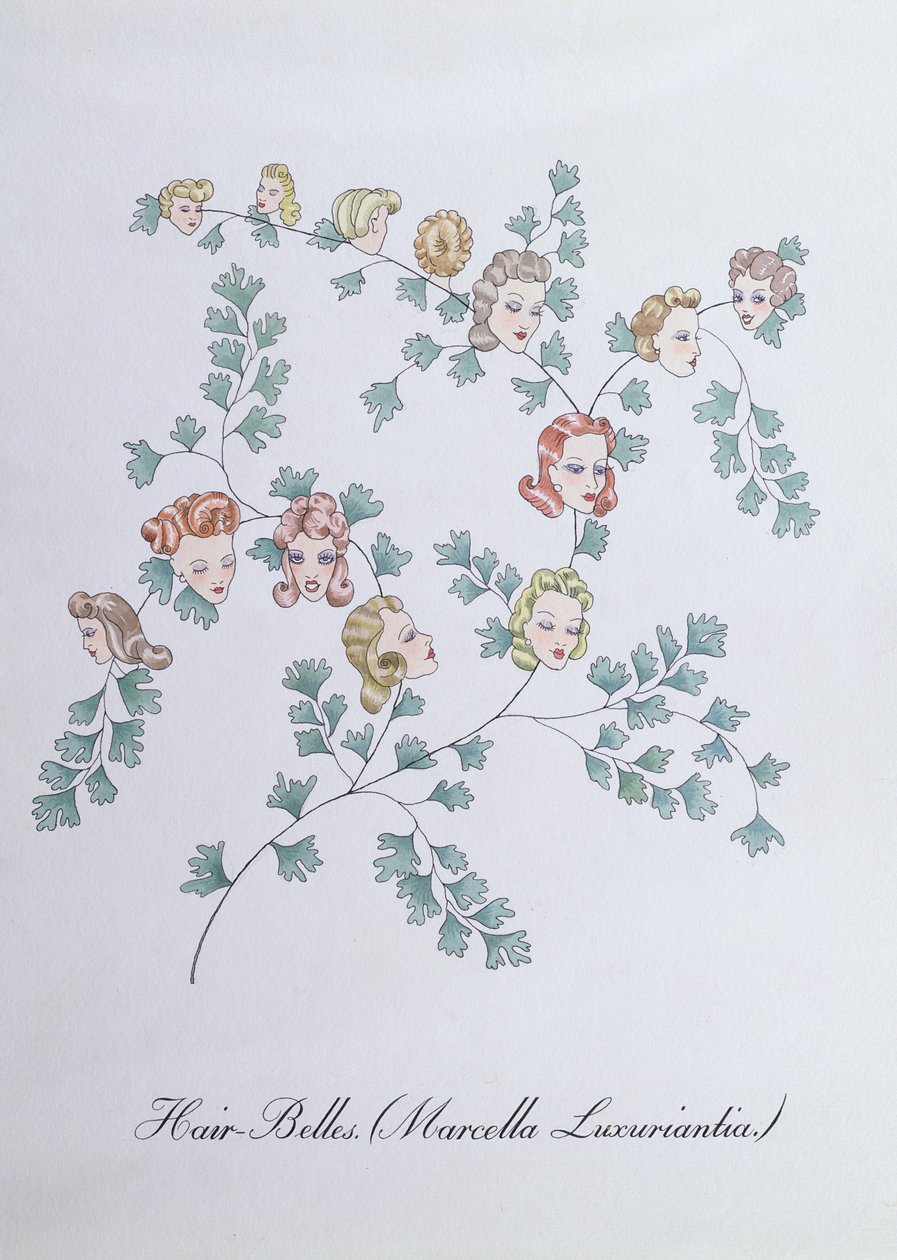 Hair-Belles (Marcella Luxuriantia), illustration från 