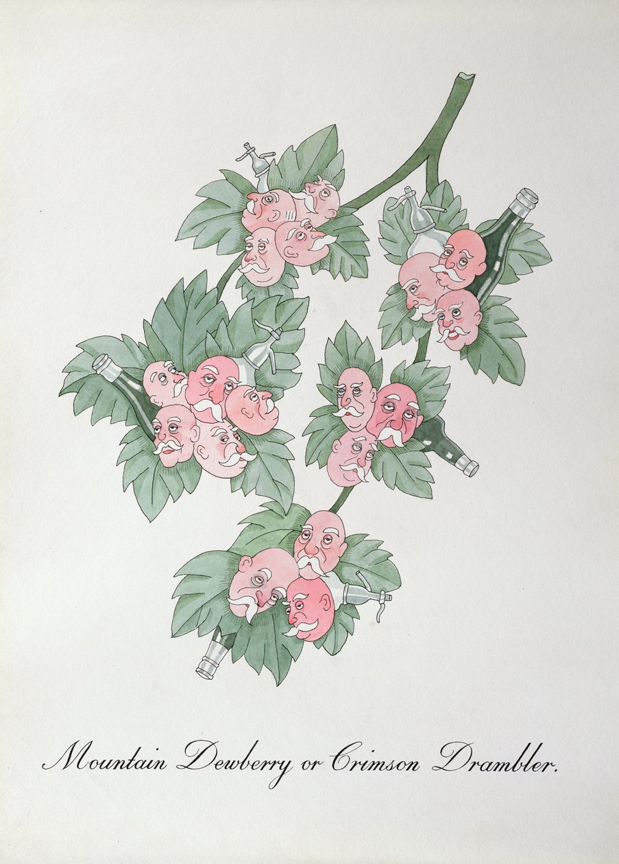 Mountain Dewberry eller Crimson Drambler, illustration från 