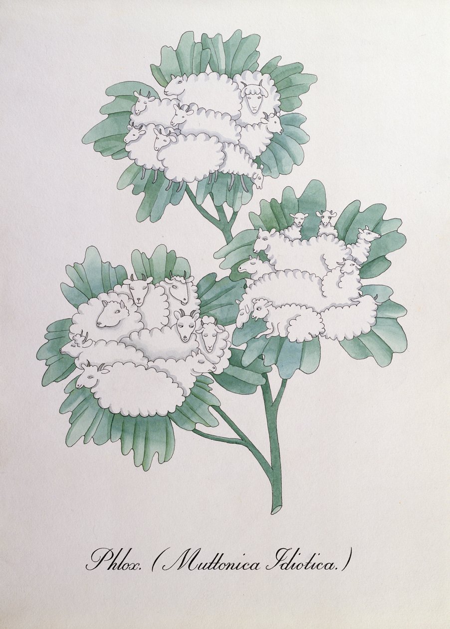 Flox. (Muttonica Idiotica), illustration från "The Bogus Book of Botany" av John Weir av John Weir