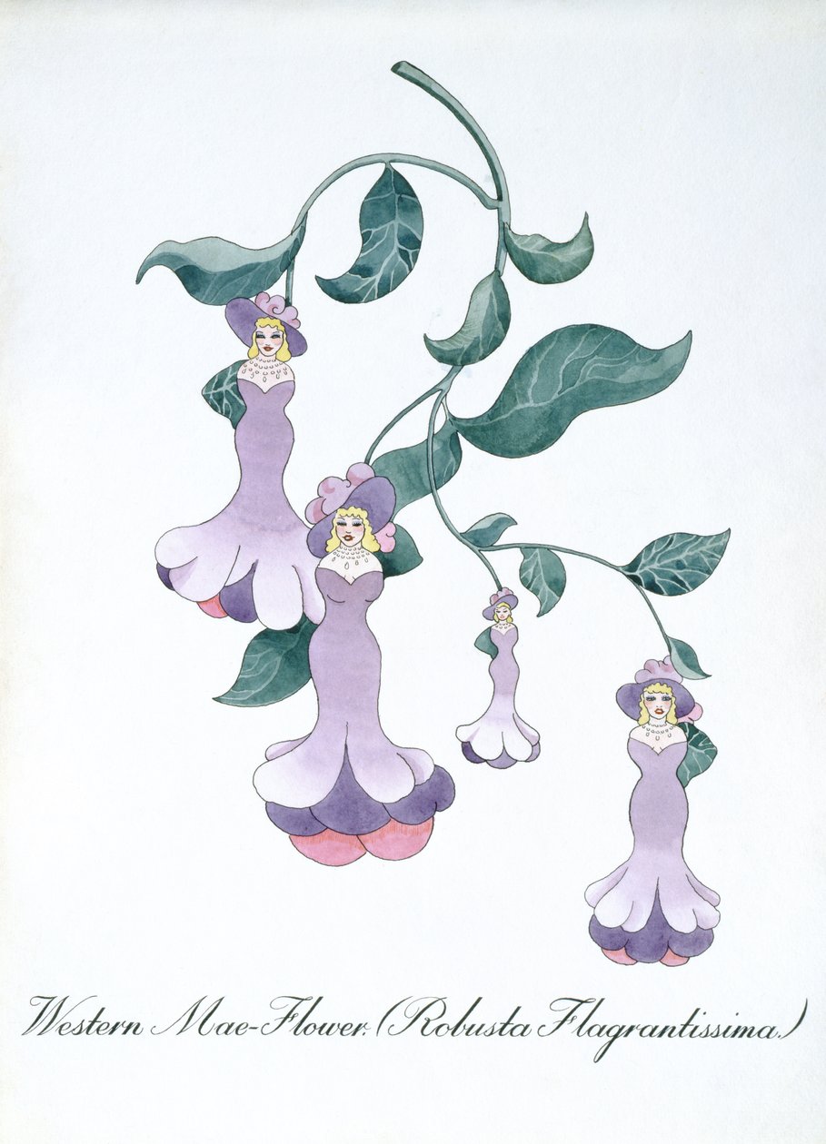 Western Mae-Flower (Robusta Flagrantissima), illustration från "The Bogus Book of Botany" av John Weir av John Weir