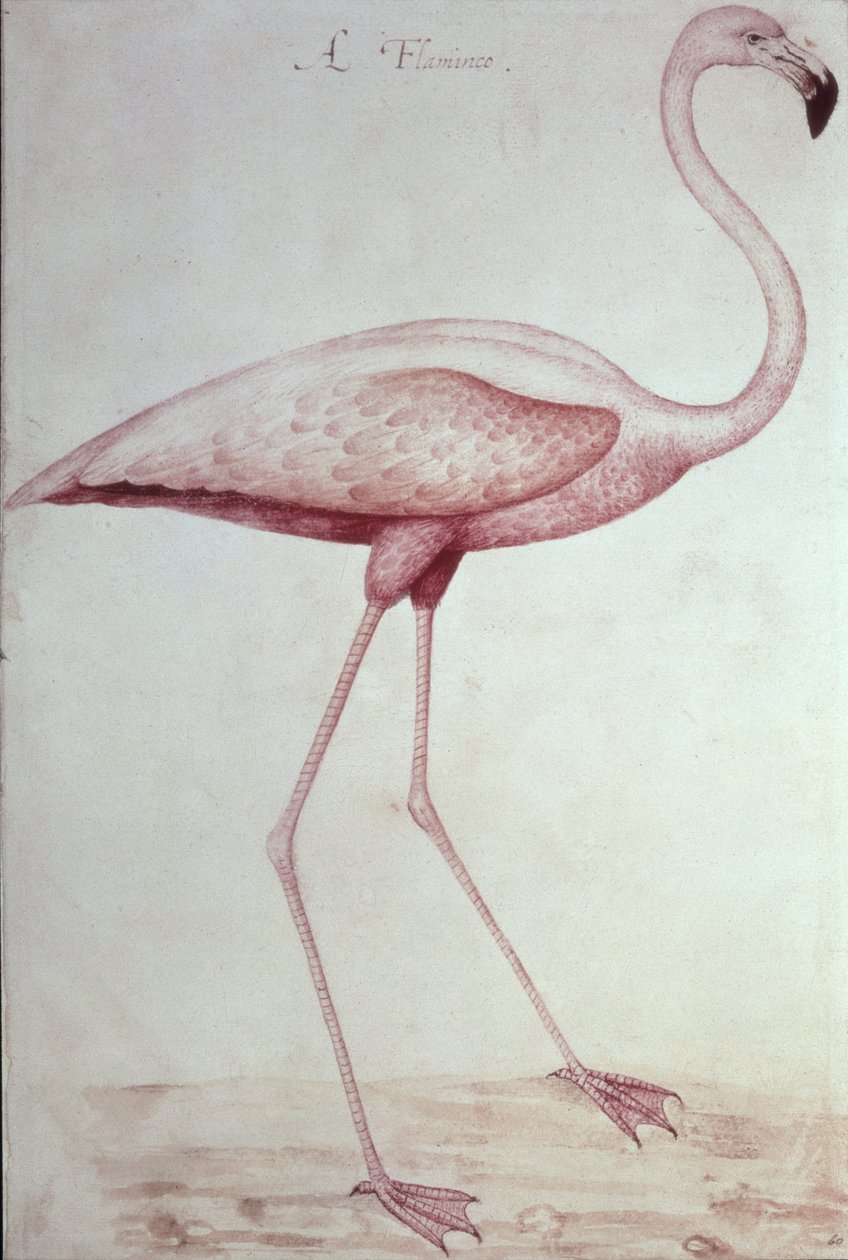Flamingo (ritning) av John White