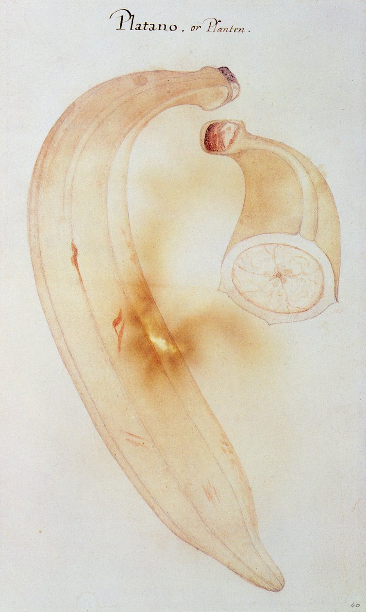 Pembe Plantain swed av John White
