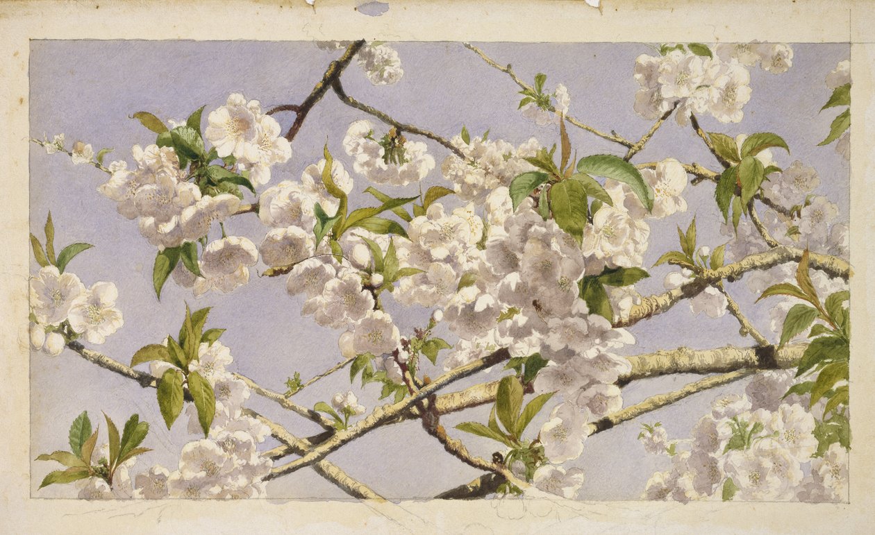 Apple Blossoms, ca 1874 (wc på papper) av John William Hill