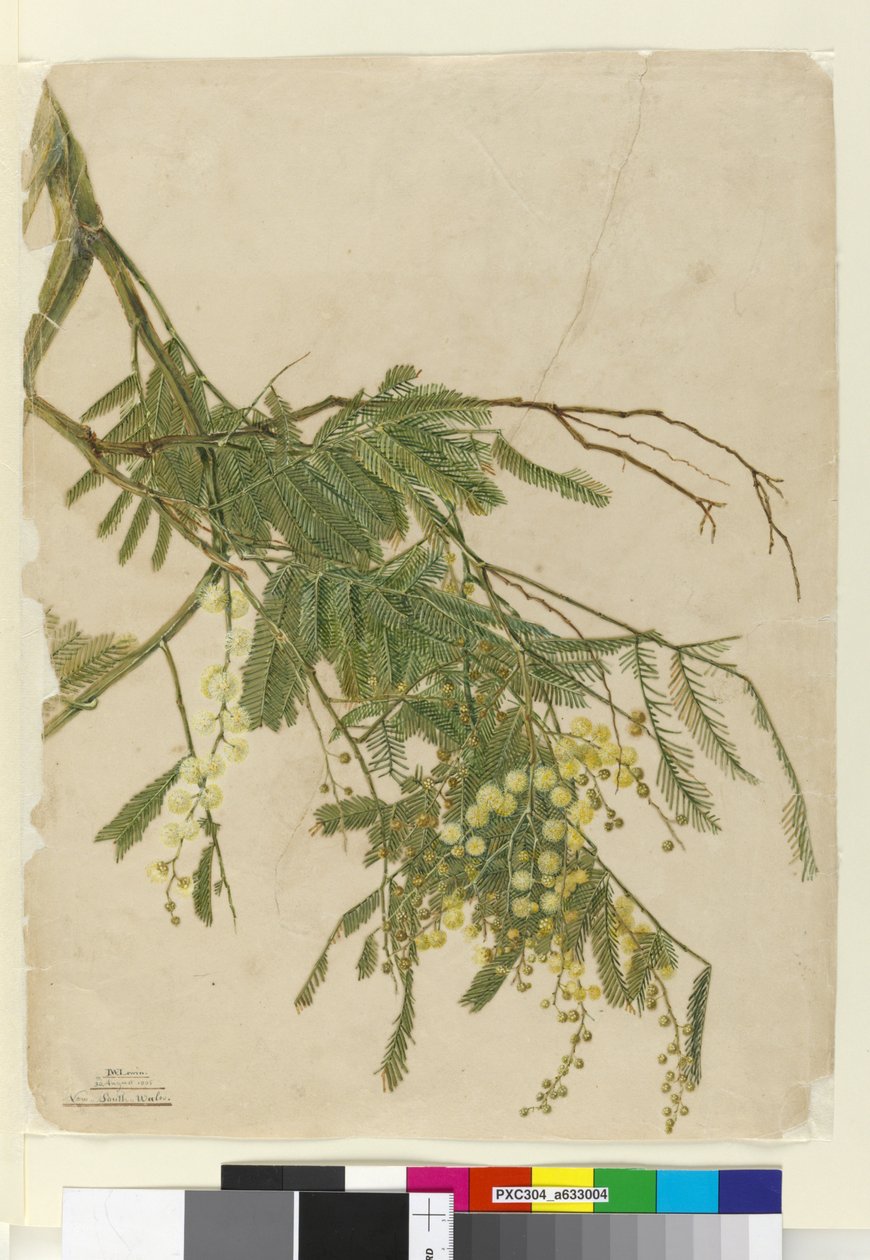 Acacia, 1805 (wc, penna, bläck och penna) av John William Lewin
