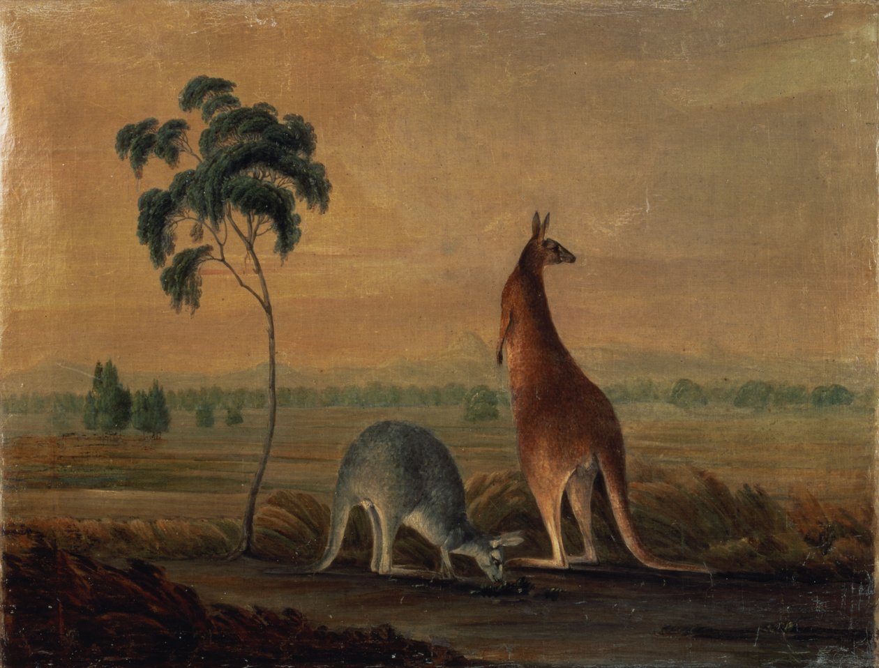 Känguruer i ett landskap, c.1819 av John William Lewin