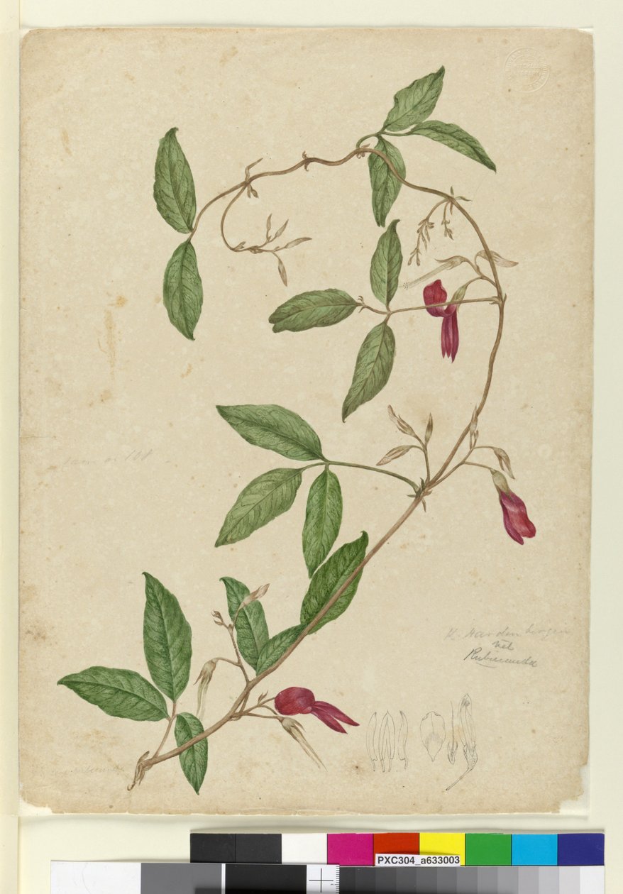 Kennedya rubicunda, c.1803-06 (wc, penna, bläck och penna) av John William Lewin