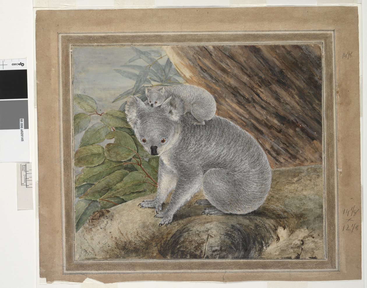 Koala och unga, 1803, J.W. Lewin, 1803 (wc och gouache) av John William Lewin