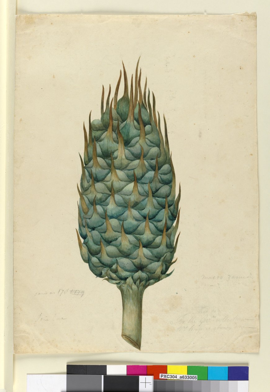 Macrozamia, c.1803-06 (wc, penna, bläck och penna) av John William Lewin