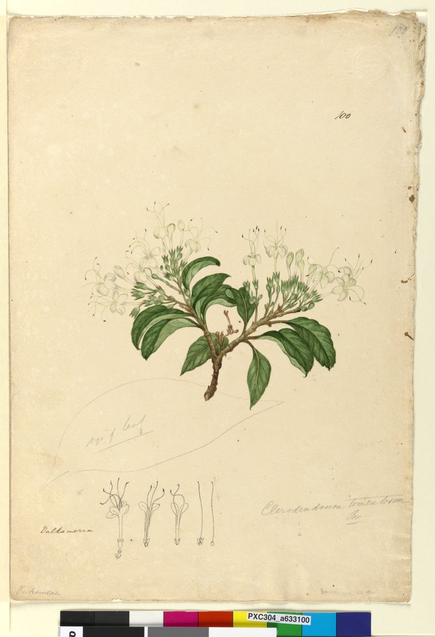 Sida 100. Clerodendrum tomentosum, c.1803-06 (wc, penna, bläck och penna) av John William Lewin