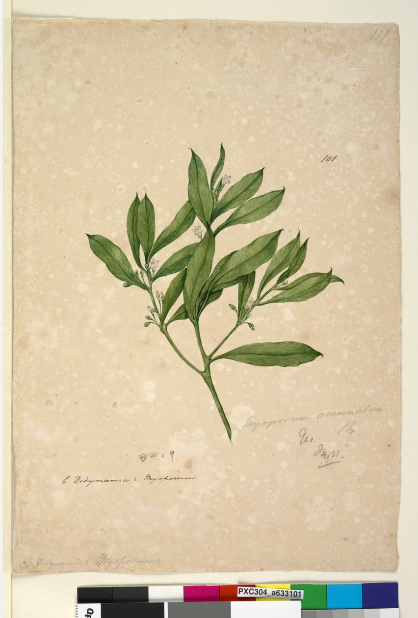Sida 101. Myoporum acuminatum, c.1803-06 (wc, penna, bläck och penna) av John William Lewin