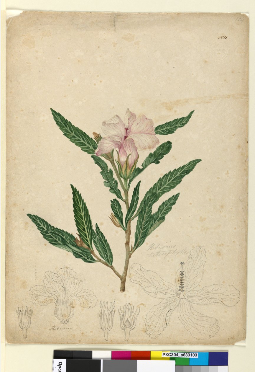Sidan 104. Hibiscus heterophyllus, ca 1803-06 (wc, penna, bläck och blyertspenna) av John William Lewin