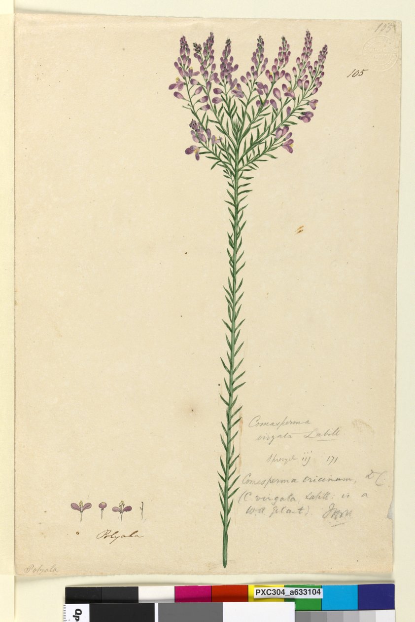 Sida 105. Comesperma ericinum, c.1803-06 (wc, penna, bläck och penna) av John William Lewin