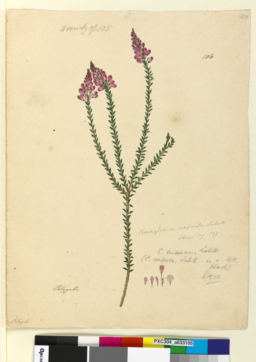 Sida 106. Comesperma ericinum, c.1803-06 (wc, penna, bläck och penna) av John William Lewin