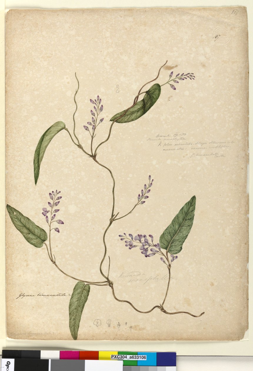 Sida 107. Glycine bimaculataGlycine tabacina?, c.1803-06 (wc, penna, bläck och penna) av John William Lewin