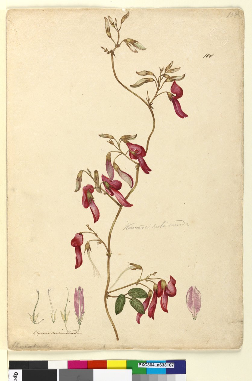 Sida 108. Kennedya rubicunda, c.1803-06 (wc, penna, bläck och penna) av John William Lewin