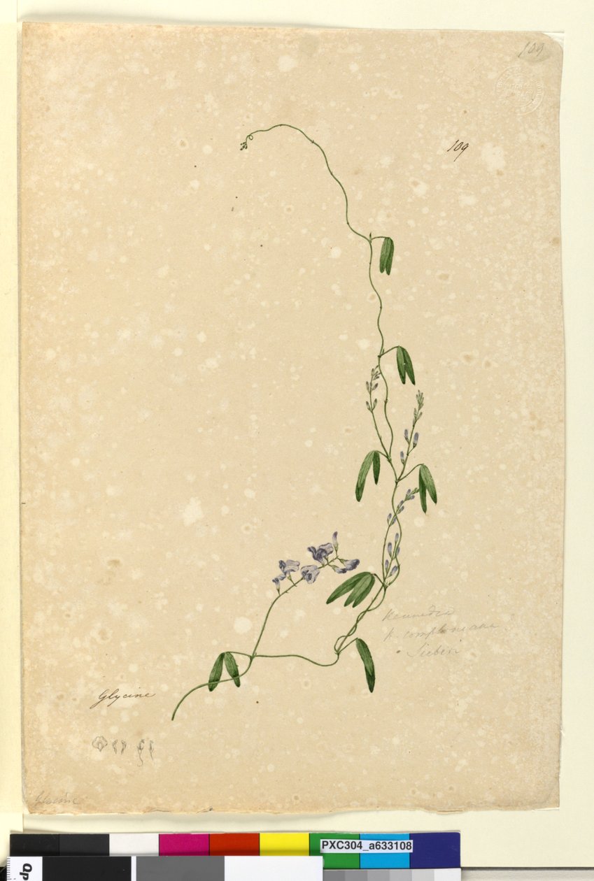 Sida 109. Kennedia comptonianaHardenbergia comptoniana, c.1803-06 (wc, penna, bläck och penna) av John William Lewin