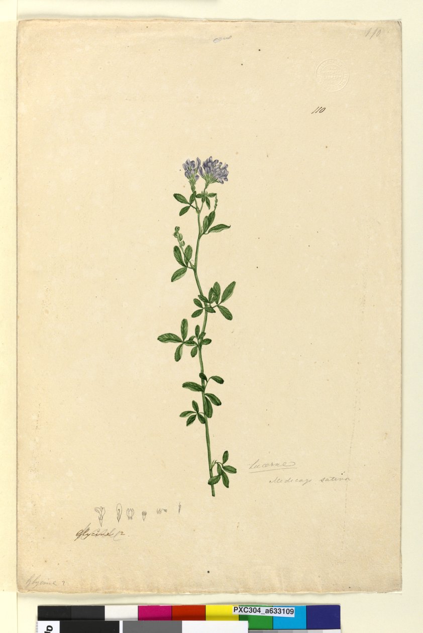 Sida 110. Medicago sativa, c.1803-06 (wc, penna, bläck och penna) av John William Lewin