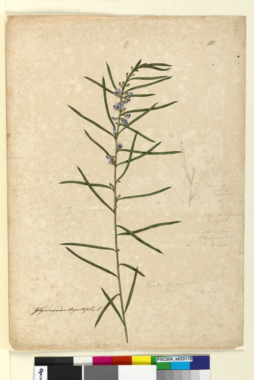 Sida 111. Hovea longifolia, c.1803-06 (wc, penna, bläck och penna) av John William Lewin