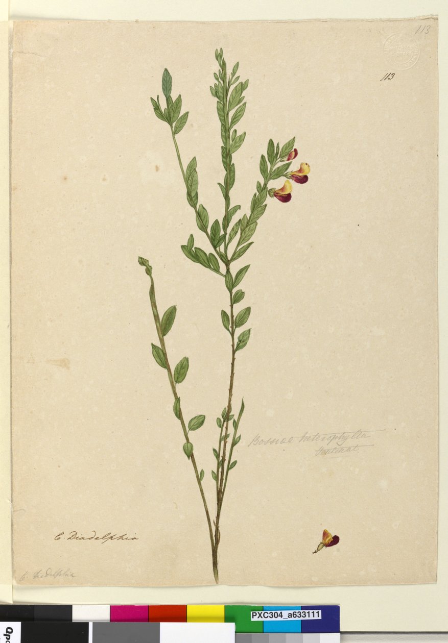 Sida 113. Bossiaea heterophylla, c.1803-06 (wc, penna, bläck och penna) av John William Lewin