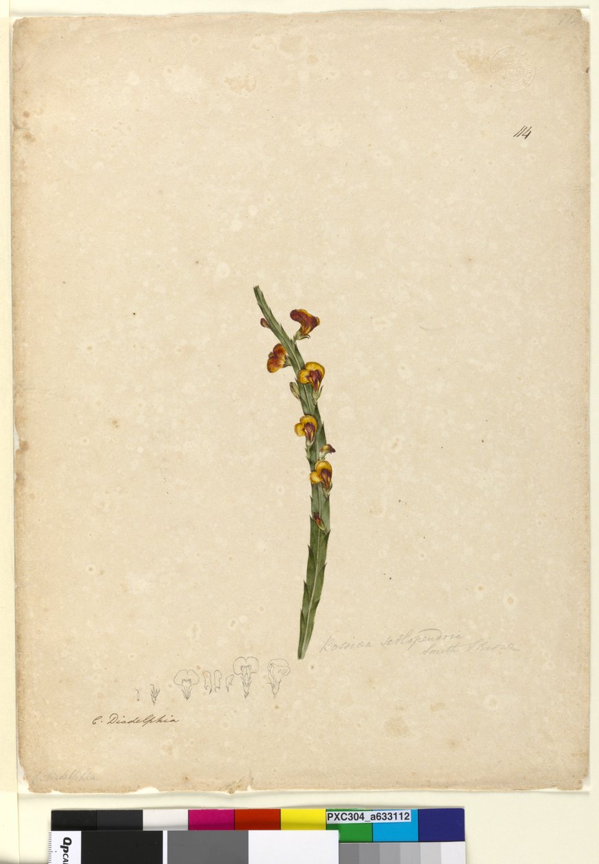 Sida 114. Bossiaea scolopendria, c.1803-06 (wc, penna, bläck och penna) av John William Lewin