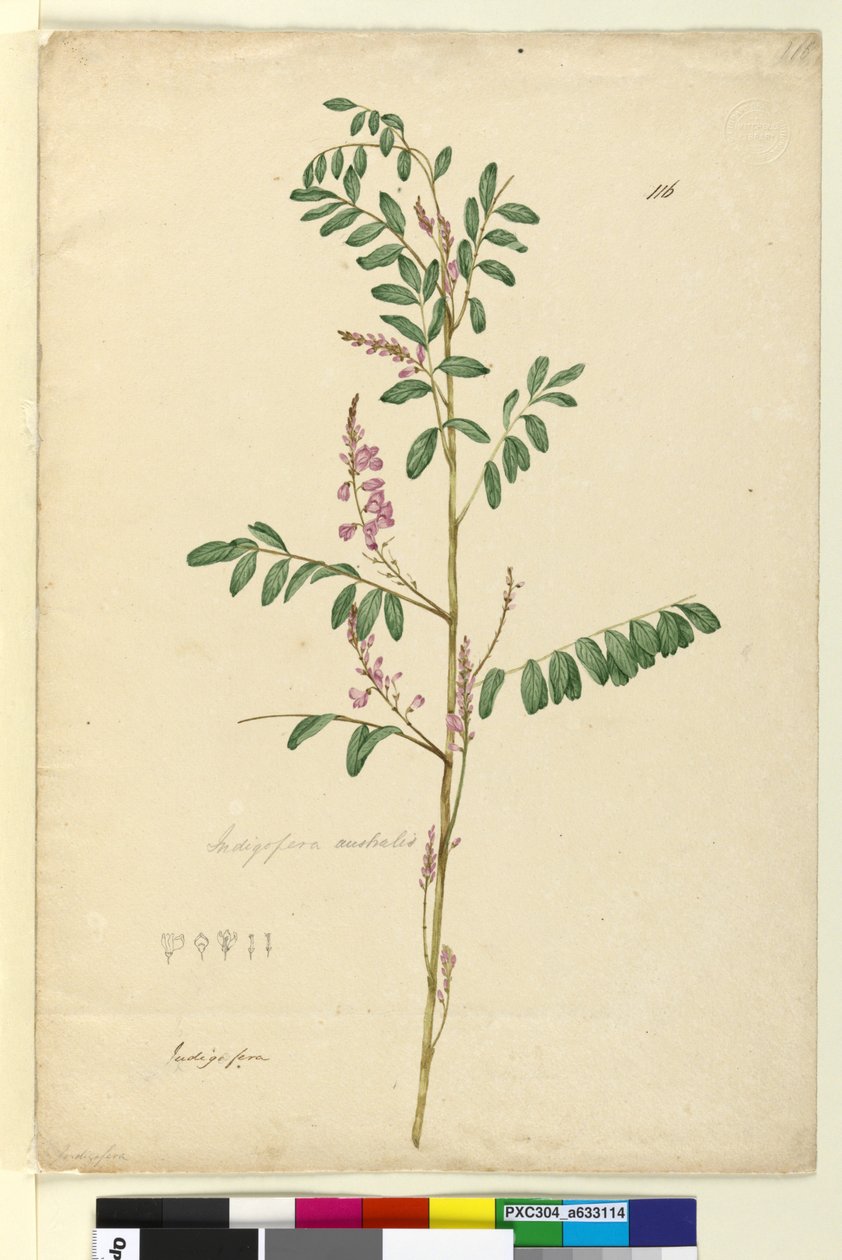 Sida 116. Indigofera australis, c.1803-06 (wc, penna, bläck och penna) av John William Lewin