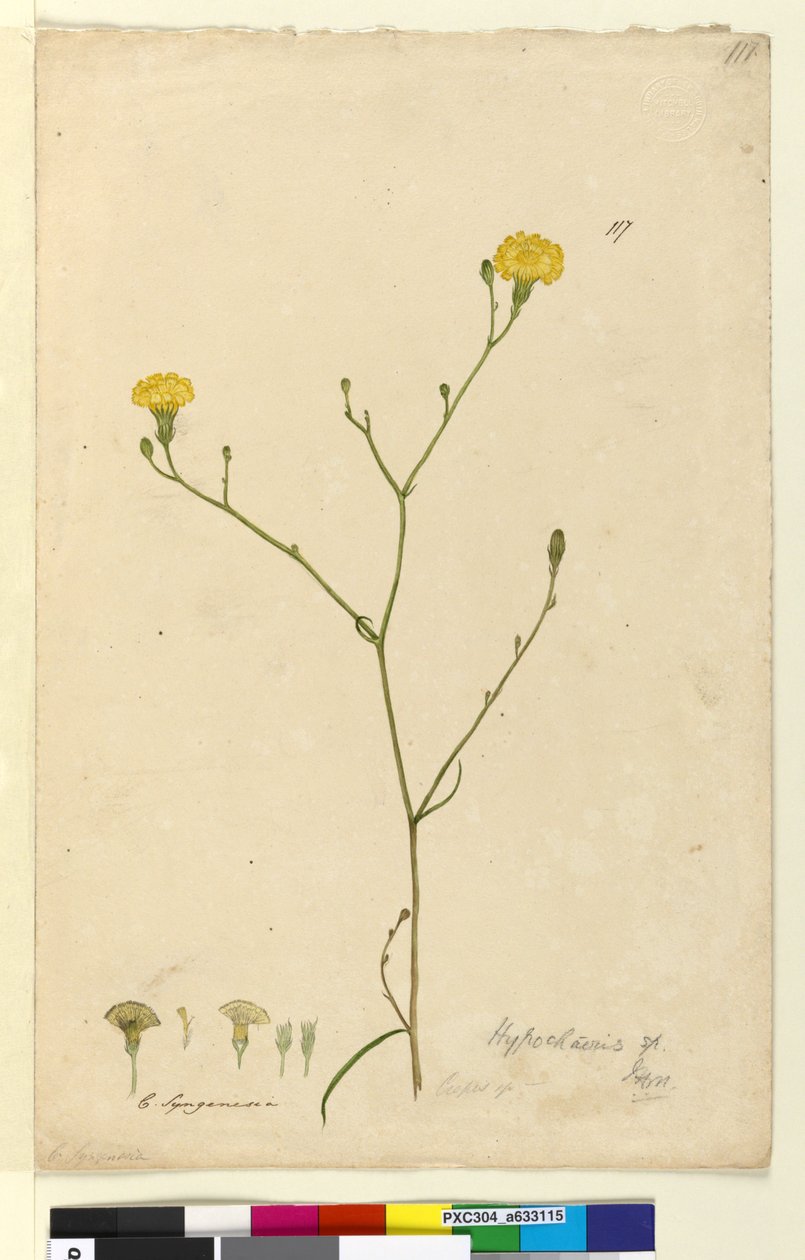 Sida 117. Hypochaeris, c.1803-06 (wc, penna, bläck och penna) av John William Lewin