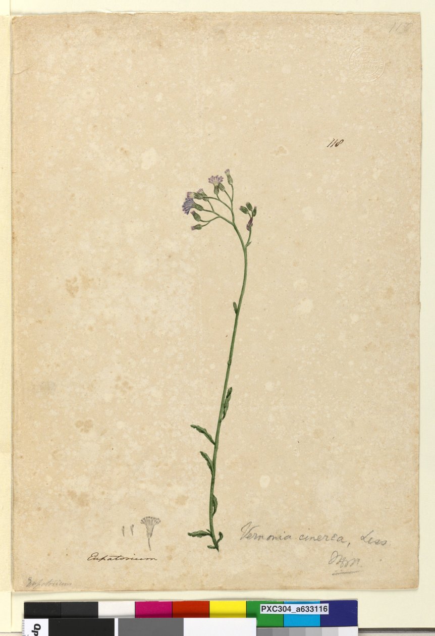 Sida 118. Vernonia cinerea, c.1803-06 (wc, penna, bläck och penna) av John William Lewin