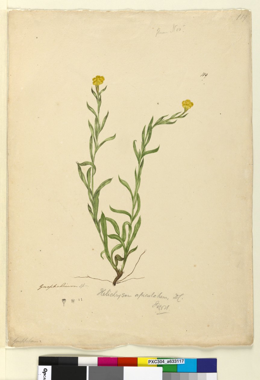 Sida 119. Helichrysum apiculatumChrysocephalum apiculatum, c.1803-06 (wc, penna, bläck och penna) av John William Lewin