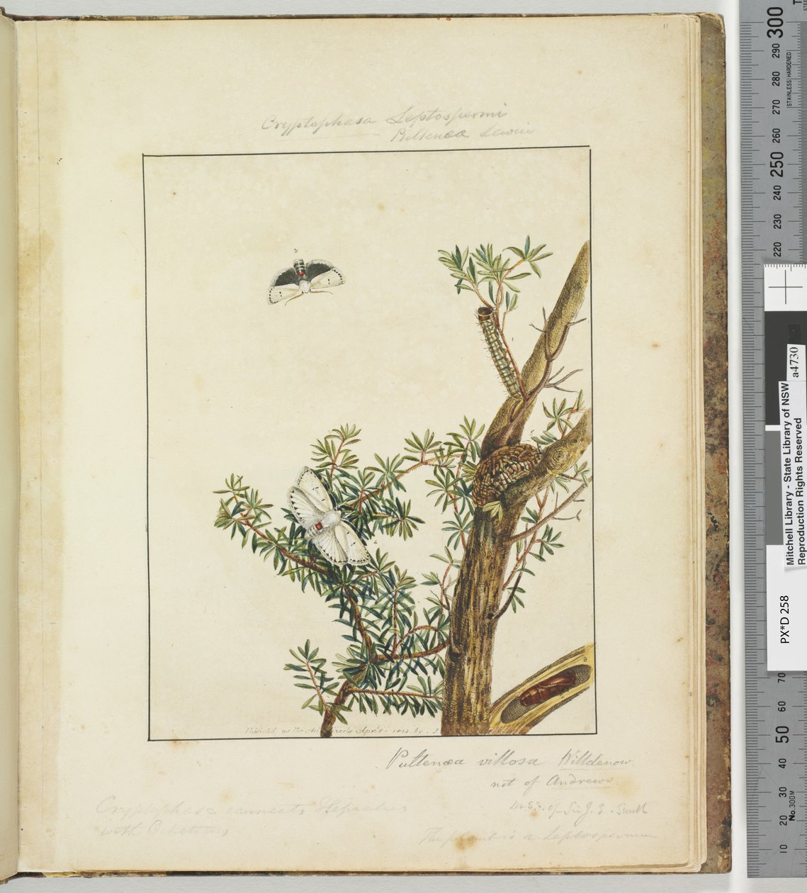 Sida 11. Platta 3 Cryptophasa Septosfermi Pultenae Lewin, 1803-04 (handfärgade etstryck) av John William Lewin