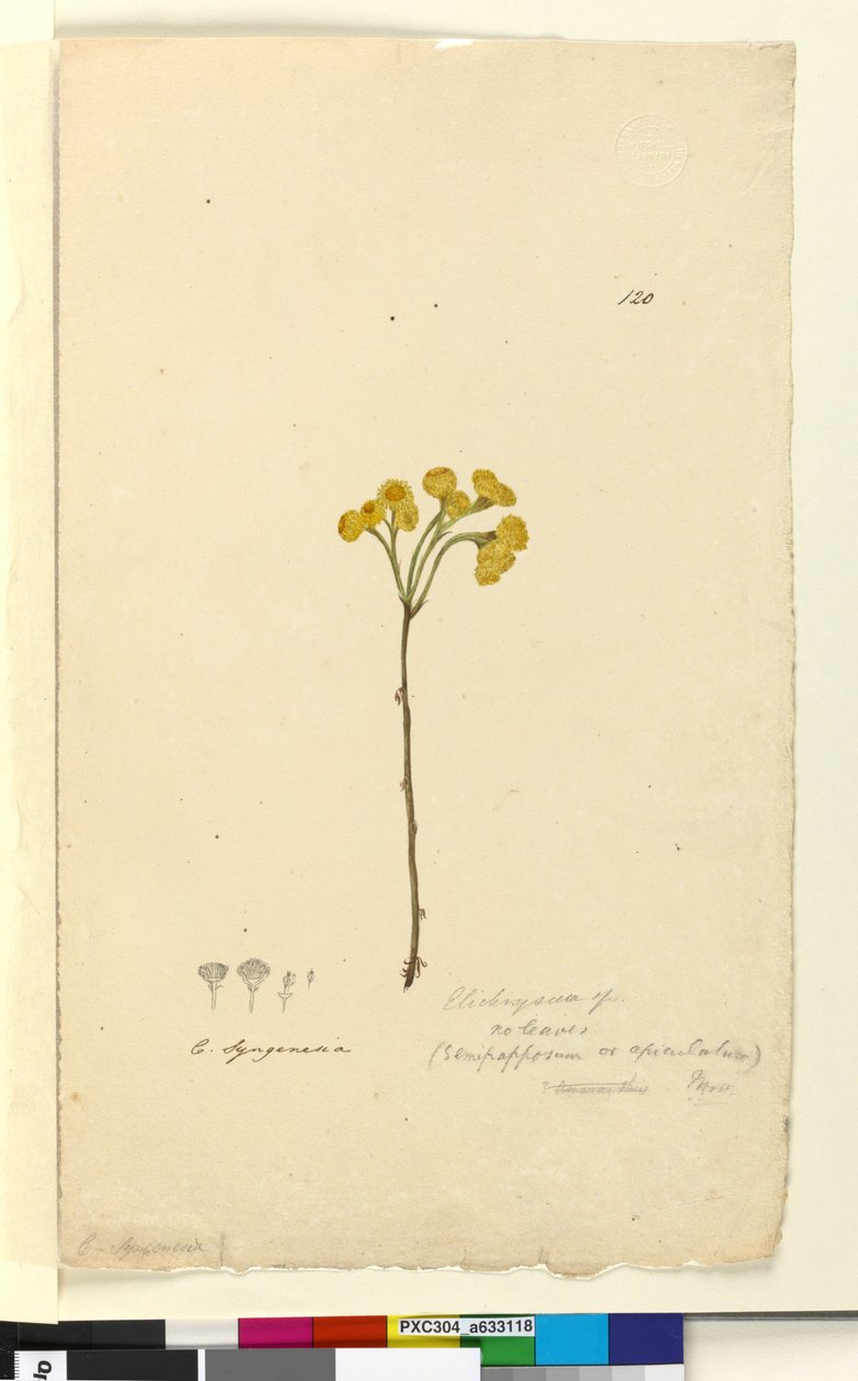 Sida 120. Elichrysum, c.1803-06 (wc, penna, bläck och penna) av John William Lewin
