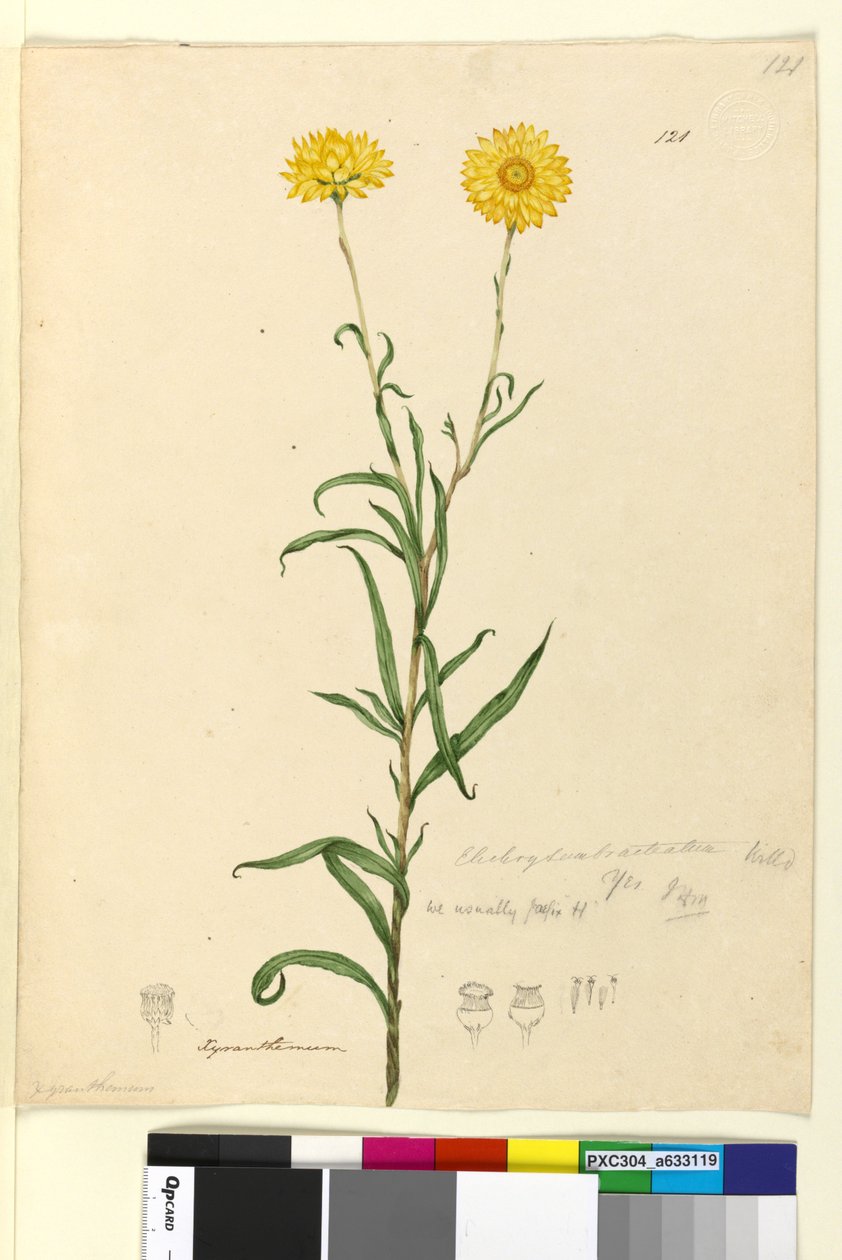 Sida 121. Elichrysum bracteatum, c.1803-06 (wc, penna, bläck och penna) av John William Lewin