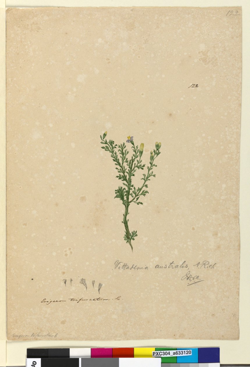 Sida 122. Vittadinia australis, c.1803-06 (wc, penna, bläck och penna) av John William Lewin