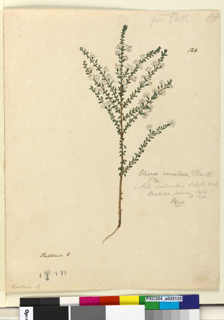 Sida 124. Olearia ramulosa, c.1803-06 (wc, penna, bläck och penna) av John William Lewin