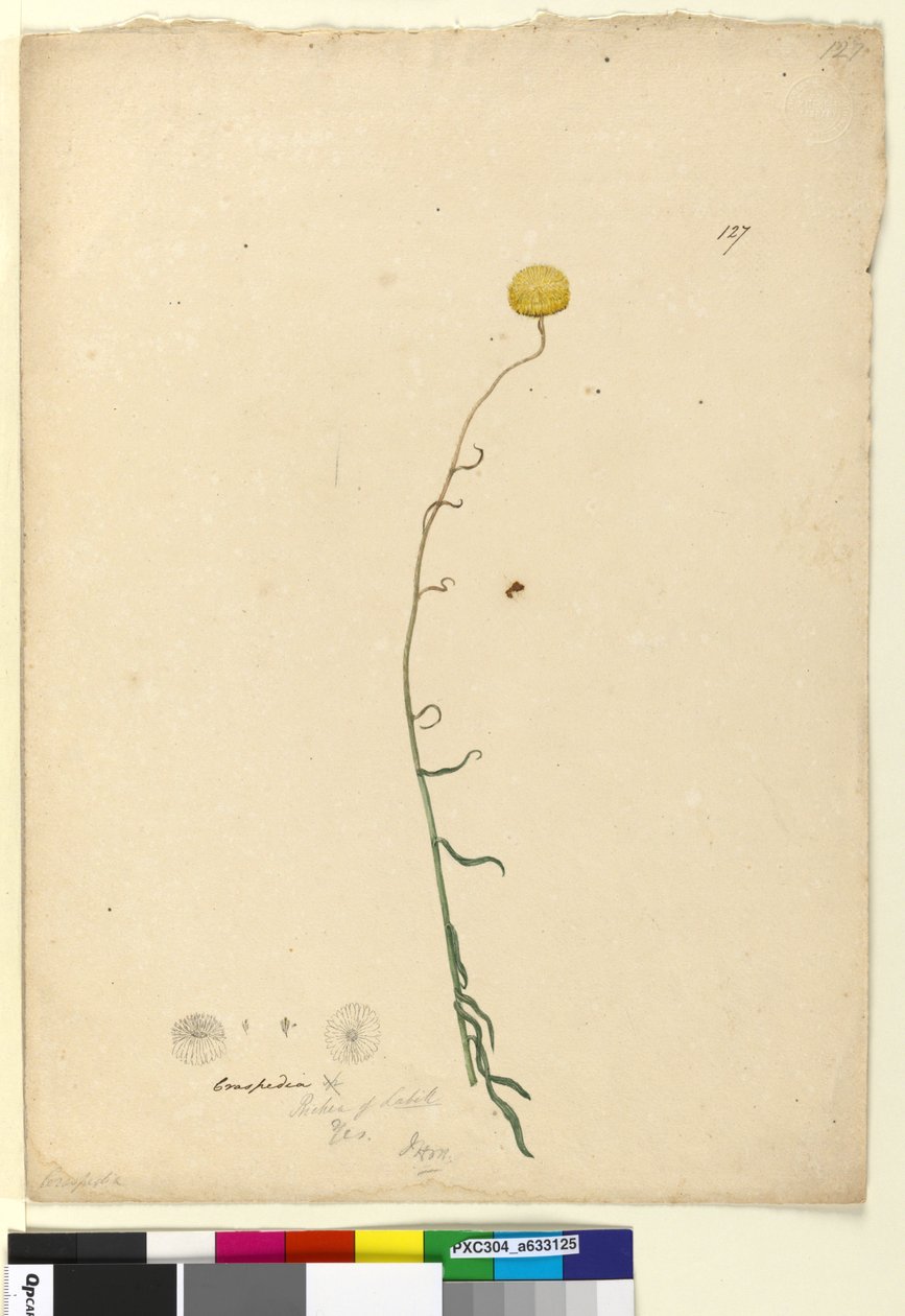 Sida 127. Craspedia, c.1803-06 (wc, penna, bläck och penna) av John William Lewin
