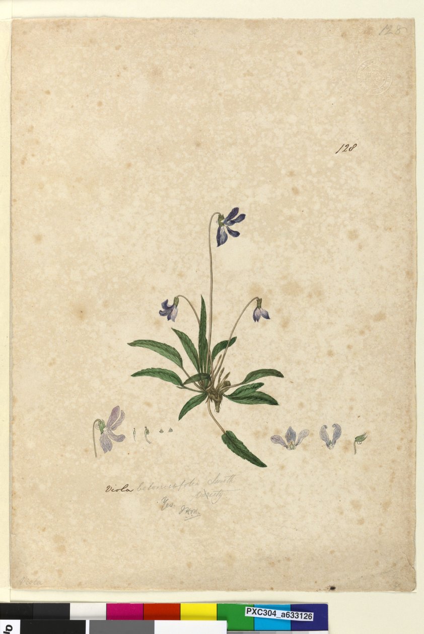 Sida 128. Viola betonicifolia, c.1803-06 (wc, penna, bläck och penna) av John William Lewin