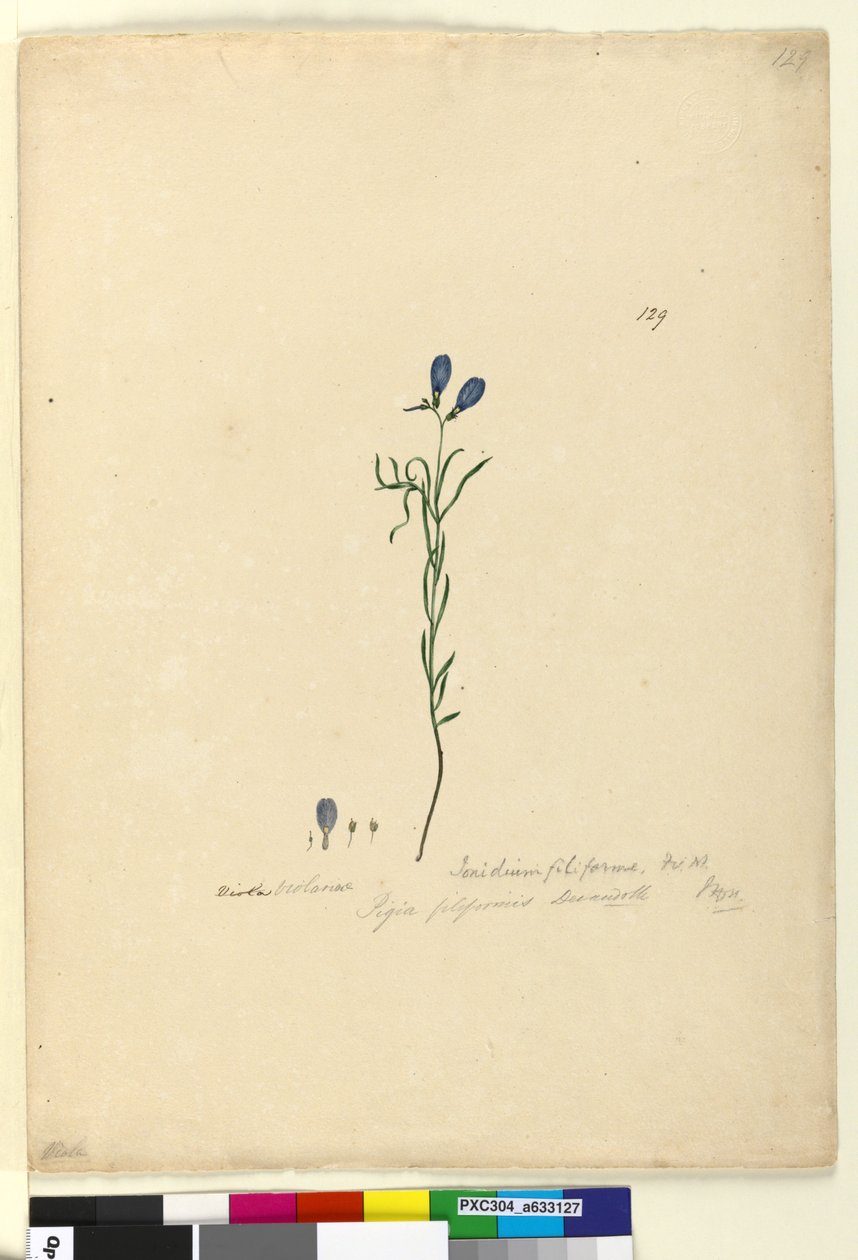 Sida 129. Ionidium filiforme, c.1803-06 (wc, penna, bläck och penna) av John William Lewin