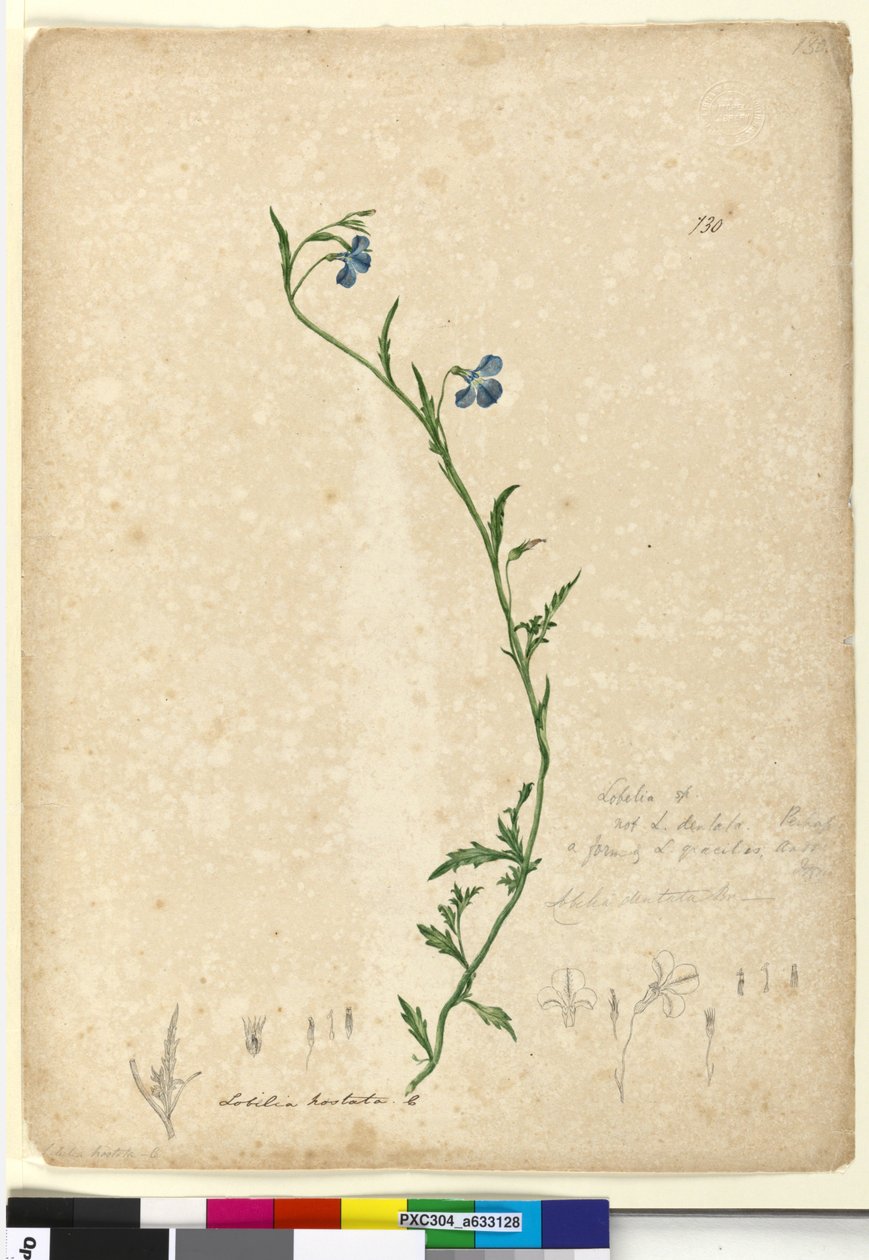 Sida 130. Lobelia hostataLobelia gracilis, c.1803-06 (wc, penna, bläck och penna) av John William Lewin
