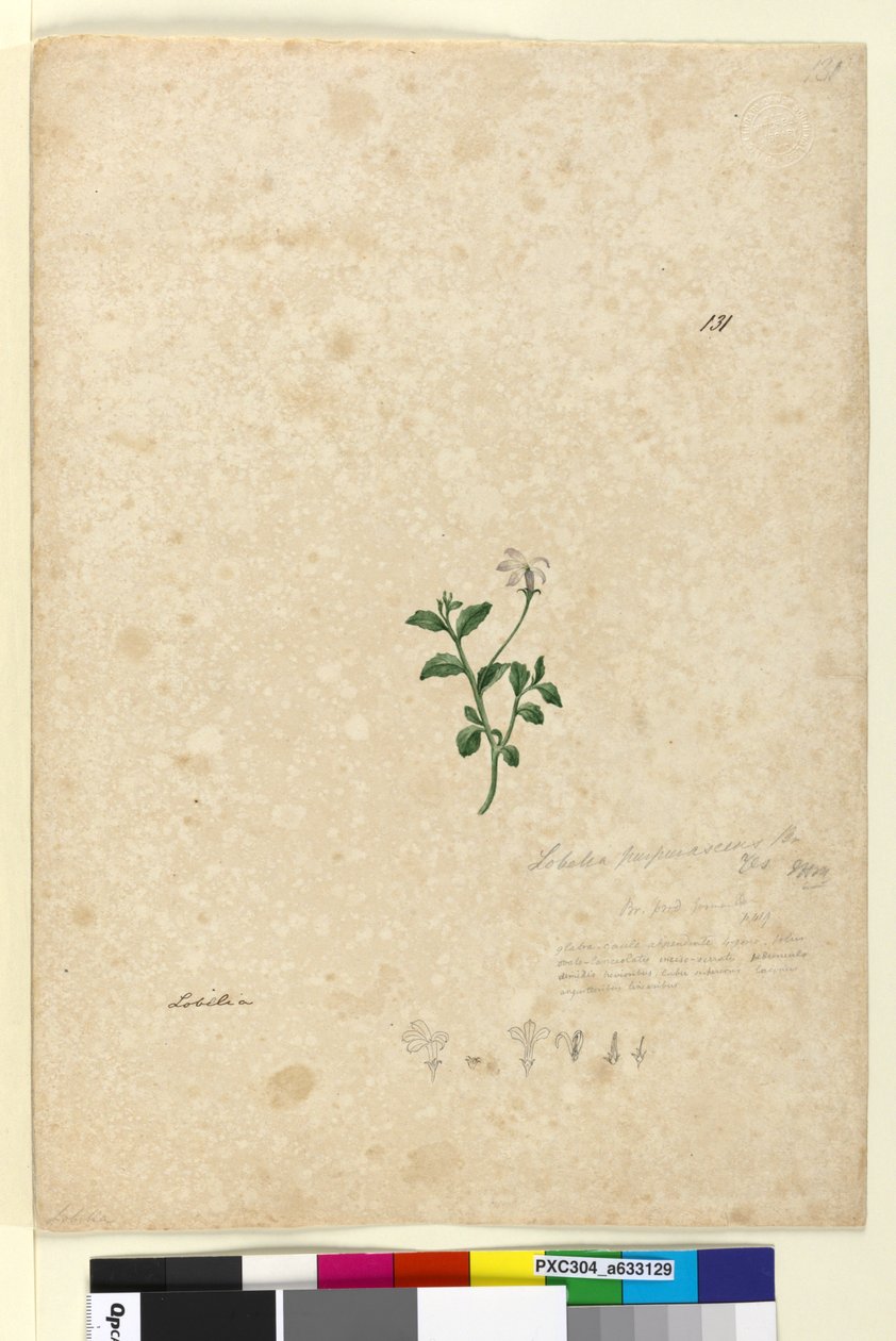 Sida 131. Lobelia purpurascens, c.1803-06 (wc, penna, bläck och penna) av John William Lewin
