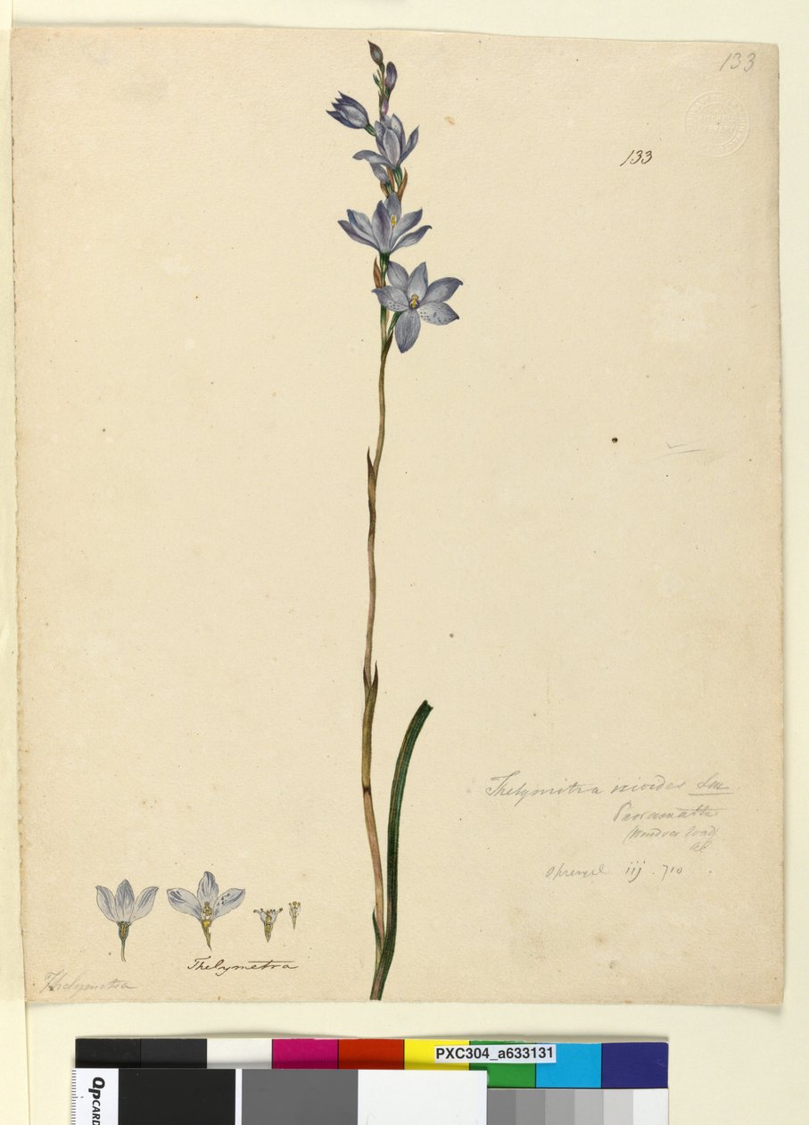 Sida 133. Thelymitra ixioides, c.1803-06 (wc, penna, bläck och penna) av John William Lewin