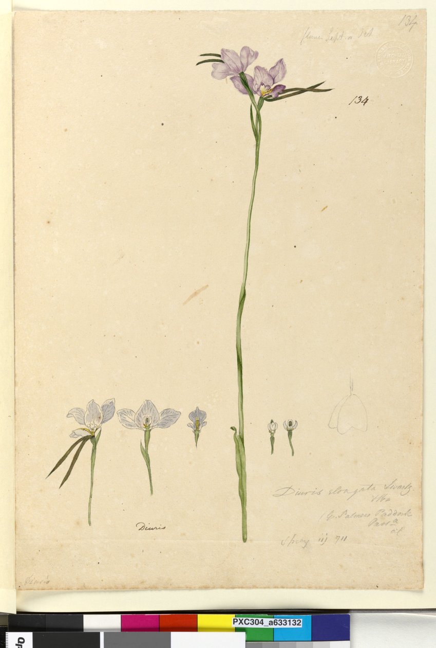 Sida 134. Diuris elongata, c.1803-06 (wc, penna, bläck och penna) av John William Lewin