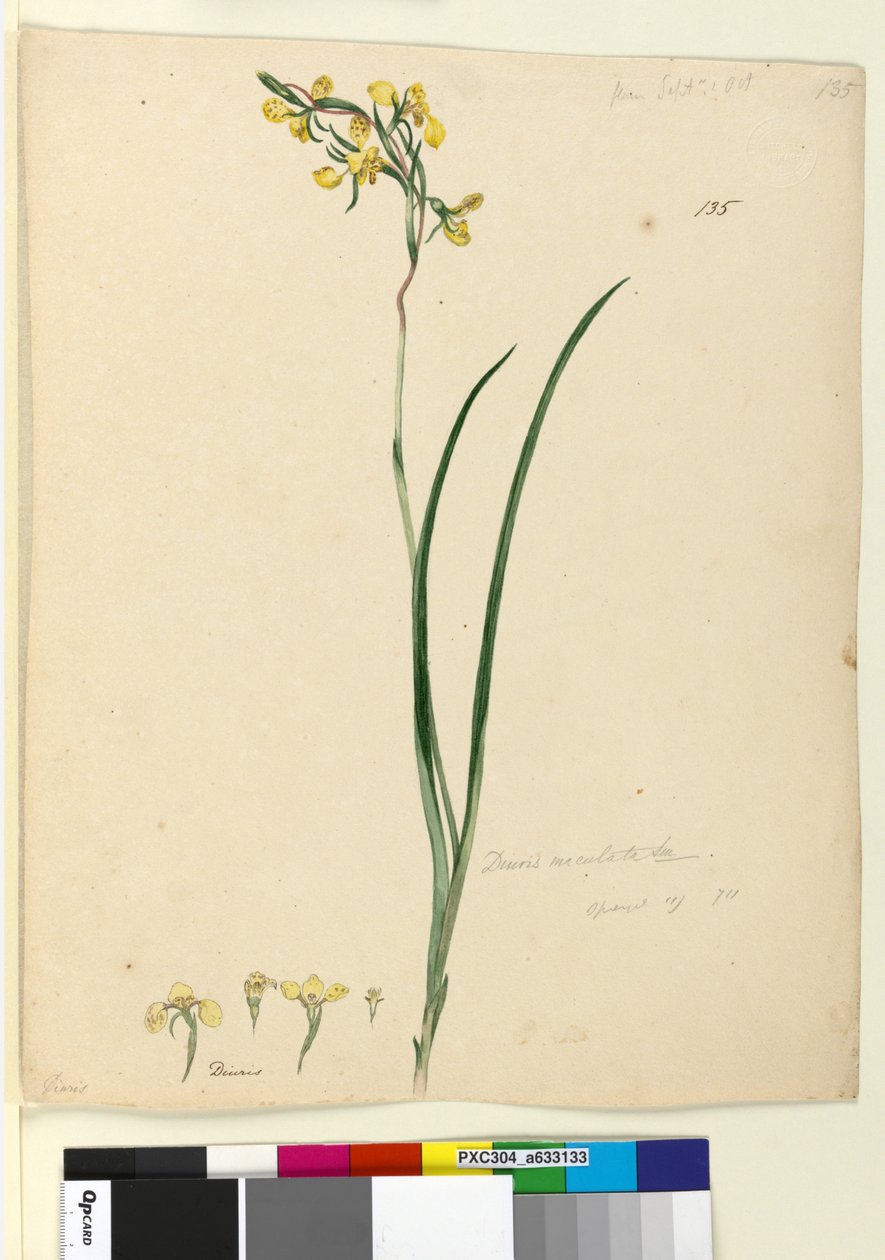 Sida 135. Diuris maculata, c.1803-06 (wc, penna, bläck och penna) av John William Lewin